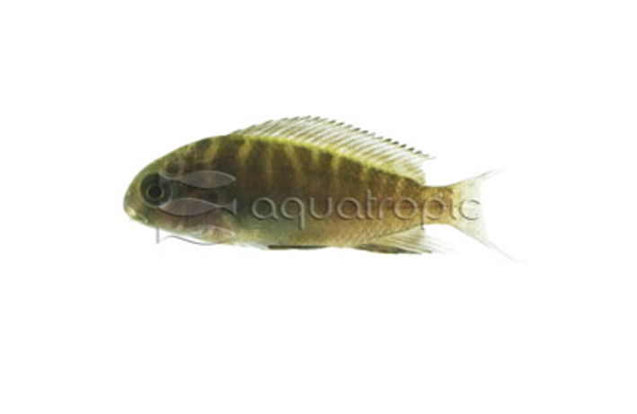 Tropheus Mpimbwe Yellow Cheek :: 18196