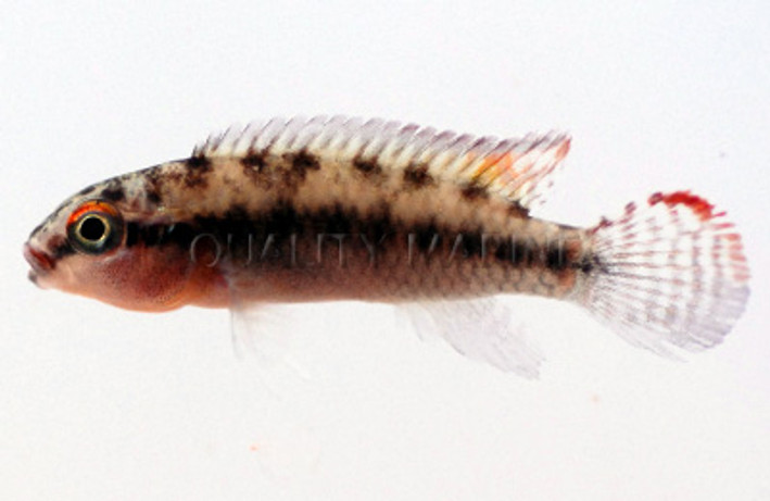 Nanochromis Dimidiatus :: 18201