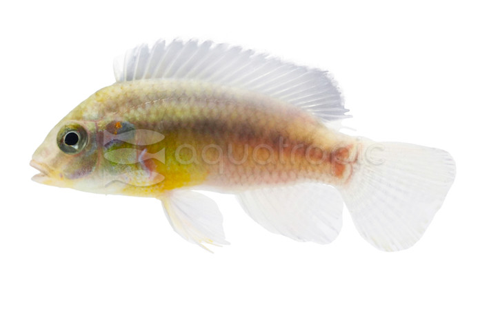 Kribensis African Cichlid :: 18203