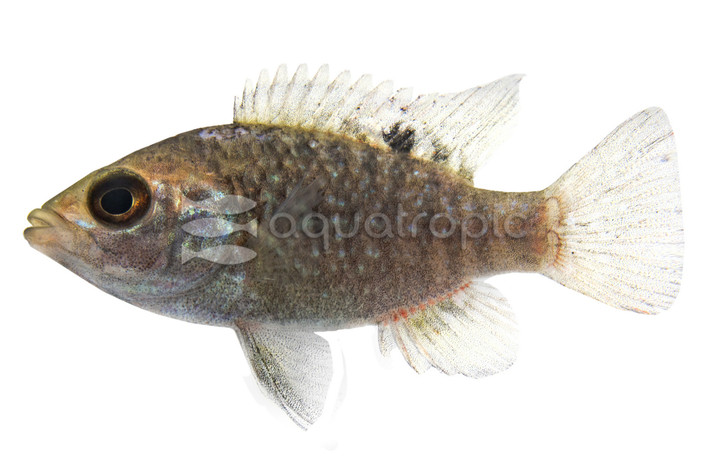 Polleni Black Diamond :: 18208