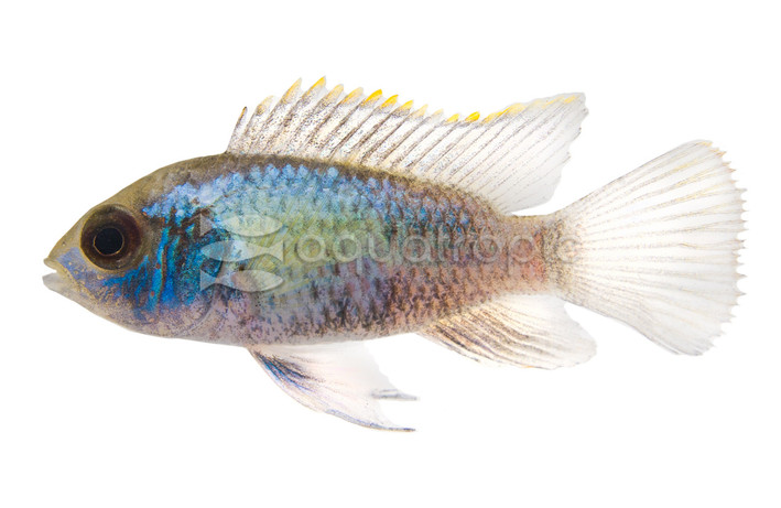 Electric Blue Acara Cichlid :: 18251