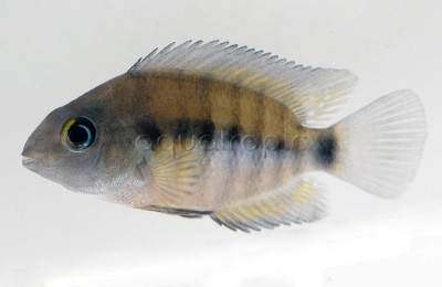 Cutter's Blue-Eyed Cichlid :: 18301
