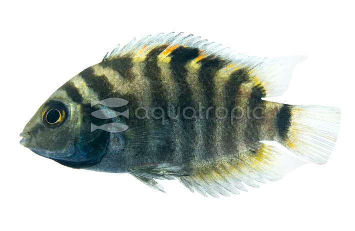 Convict Cichlid :: 18309
