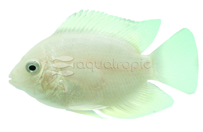 Severum, Gold Cichlid :: 18323