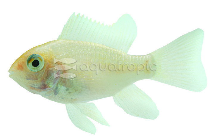 Ram, German Gold :: 18324