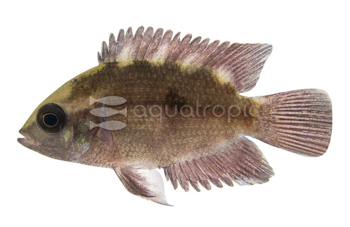 Chocolate Cichlid :: 18332