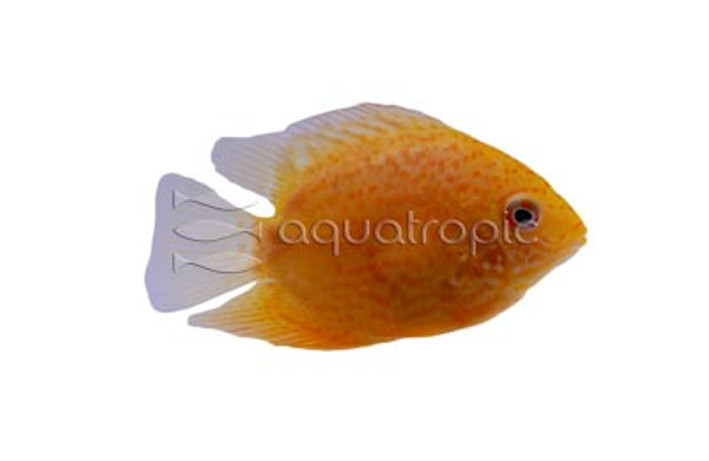 Severum, Gold Red Streak :: 18337