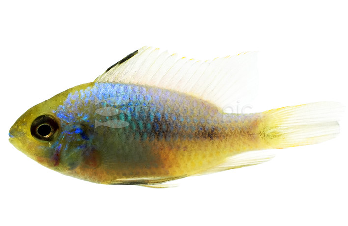 Ram, Blue Electric Cichlid :: 18339