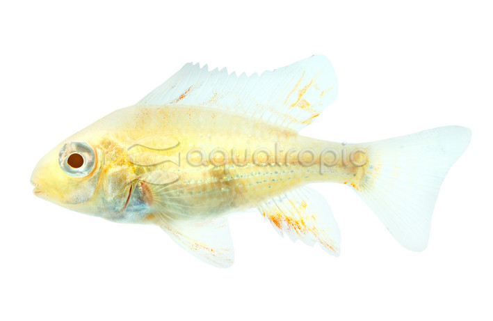 Eartheater Threadfin Heckelii Albino :: 18345