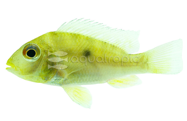 Eartheater "Balzani" :: 18346