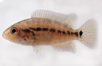 Motaguense Red Tiger :: 18348