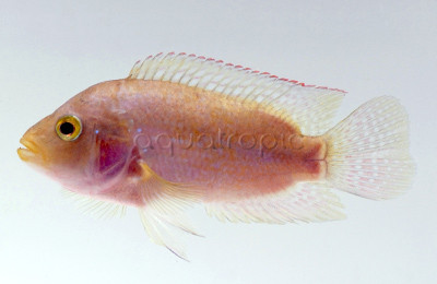 Jack Dempsey Pink :: 18351