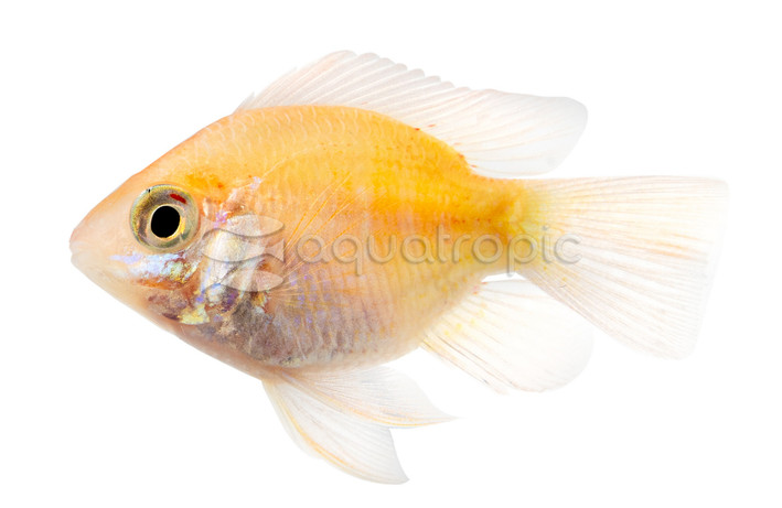 Ram, Angel Veil Gold :: 18352