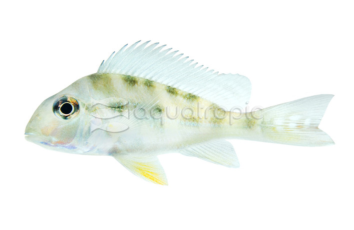 Eartheater "Altifrons" :: 18362