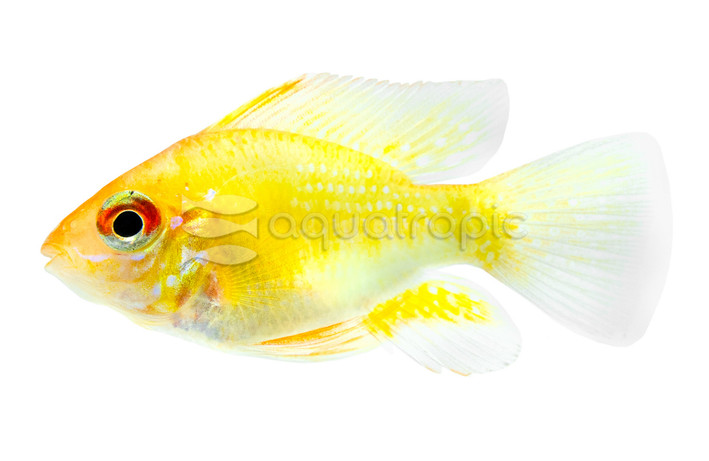 Ram, Gold Balloon :: 18367