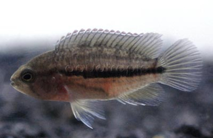 Dwarf Goldeneye :: 18370