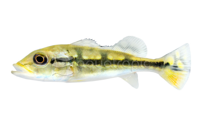 Blue Azul Peacock Bass Cichlid :: 18374