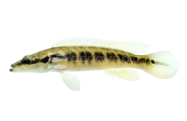 Pike :: 18395