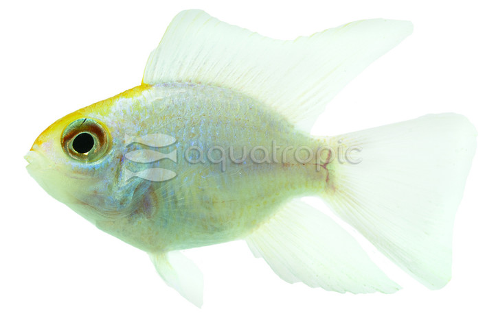 Ram, Gold Head Platinum Balloon :: 18397