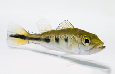 Peacock Bass - Monoculus Cichlid :: 18454