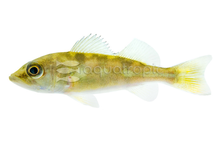 Peacock Bass - Monoculus Cichlid :: 18454
