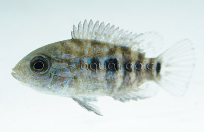 Escondido Carpintis Cichlid :: 18455