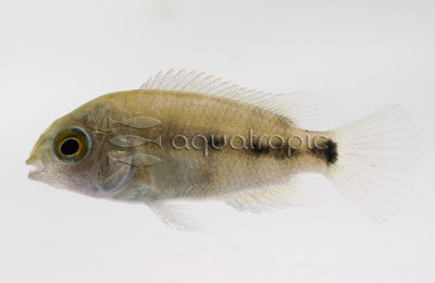 Angostura Cichlid :: 18456