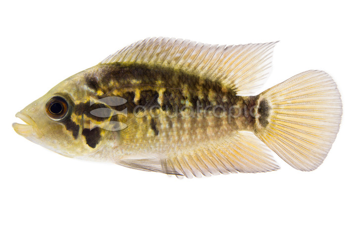Loiselle's Panama Cichlid :: 18465