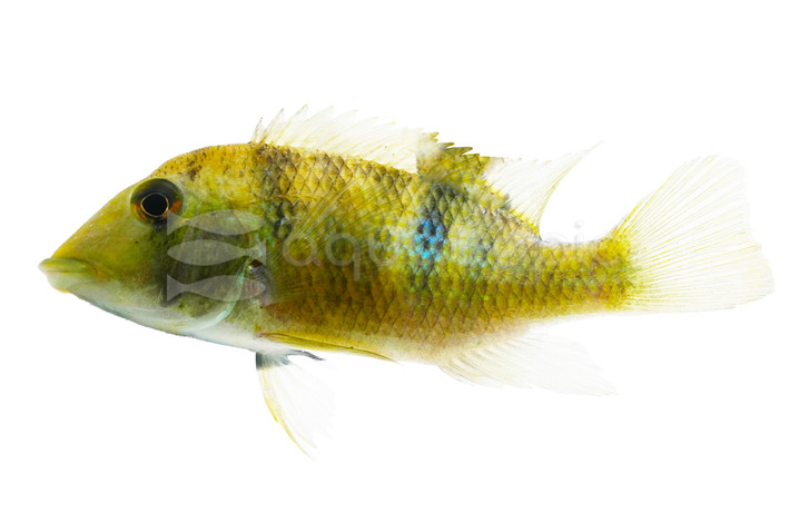 Yellow Hump Eartheater Cichlid :: 18468