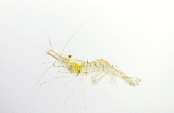 Ghost Shrimp :: 20005