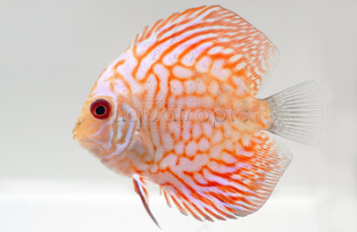 Gold Pigeon Blood Discus :: 24024