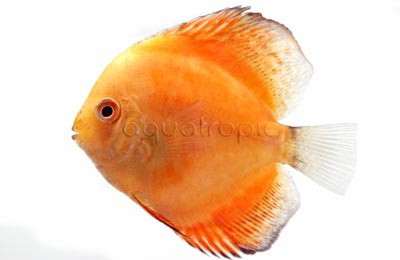 Brilliant Gold Discus :: 24035