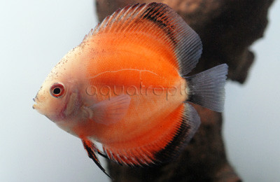 Creamsicle Discus :: 24036