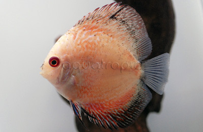Snow Pigeon Blood Discus :: 24037