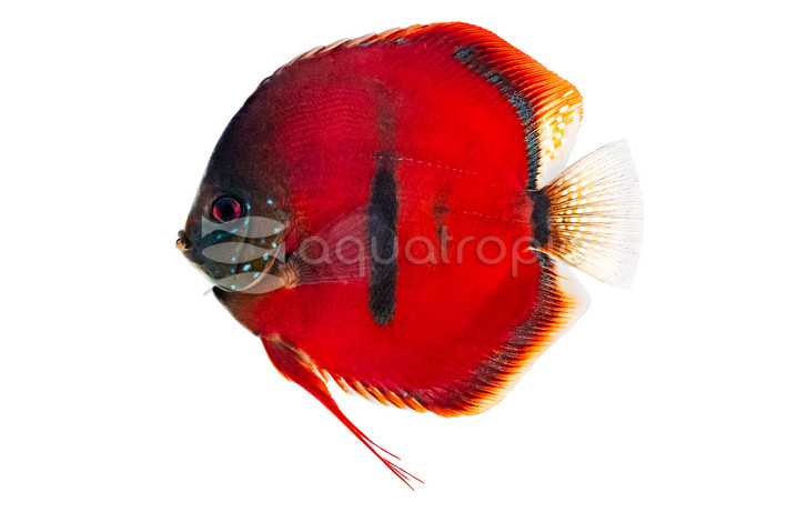 Heckel Ica Discus :: 24047