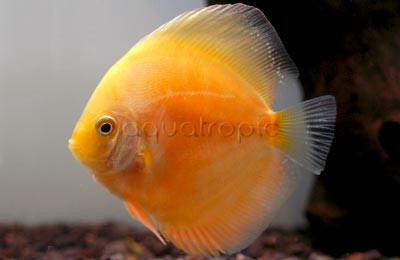 White & Gold Discus :: 24051