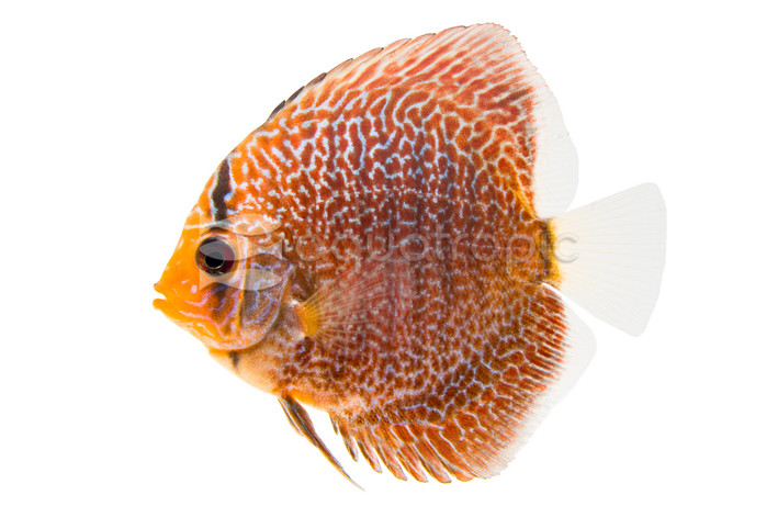 Snakeskin Red Spotted Discus :: 24055