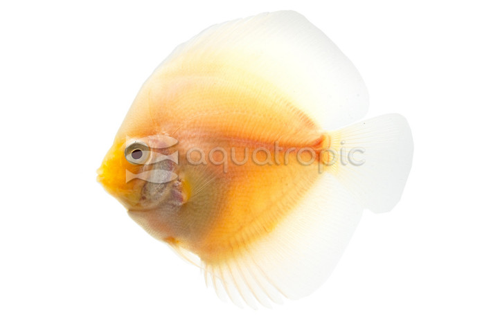 White Diamond Discus :: 24062
