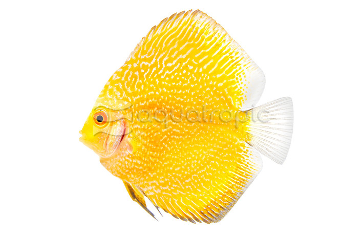 Snakeskin Yellow Discus :: 24063