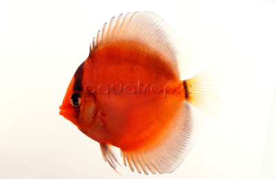 Ghost Discus :: 24065