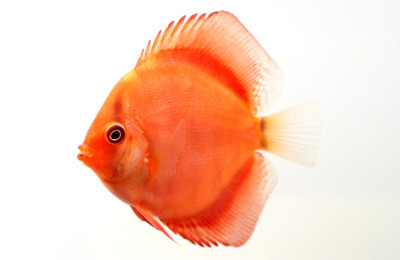 Golden Discus :: 24066