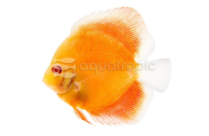 Albino Discus :: 24070
