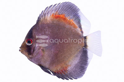 Yellow Ghost Discus :: 24073