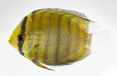 Green Discus :: 24081