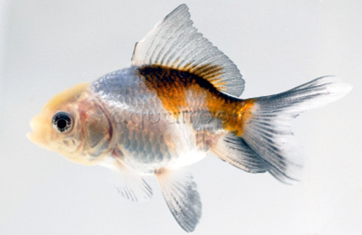 Oranda Panda :: 31009