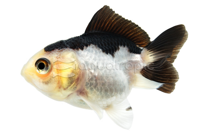 Panda Oranda Goldfish :: 31009