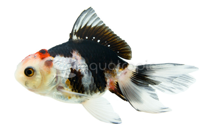 Tricolor Oranda Goldfish :: 31023