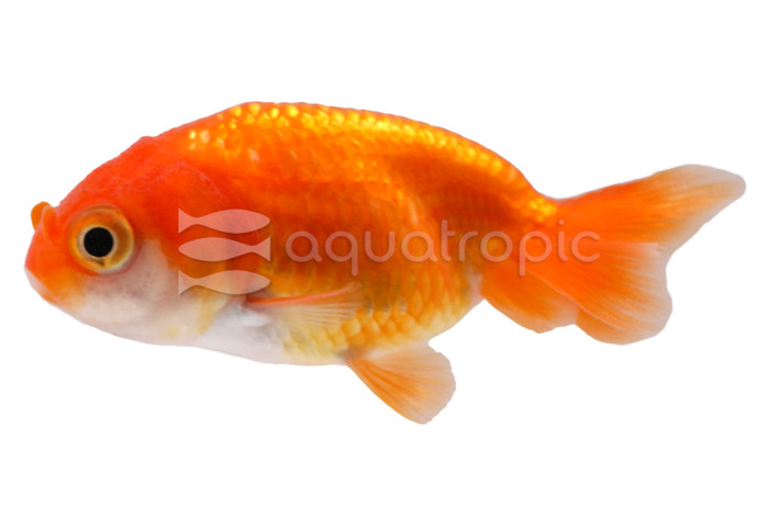 Mixed Ranchu Goldfish :: 31030