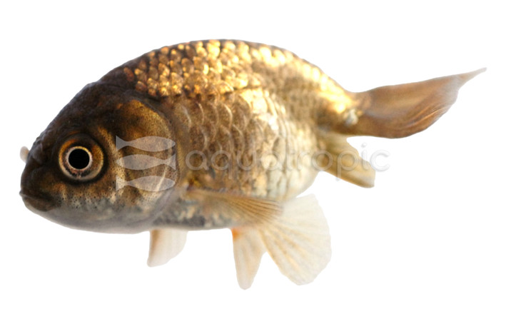 Black Ranchu Goldfish :: 31031