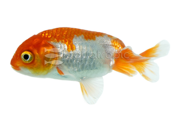 Red & White Ranchu Goldfish :: 31032